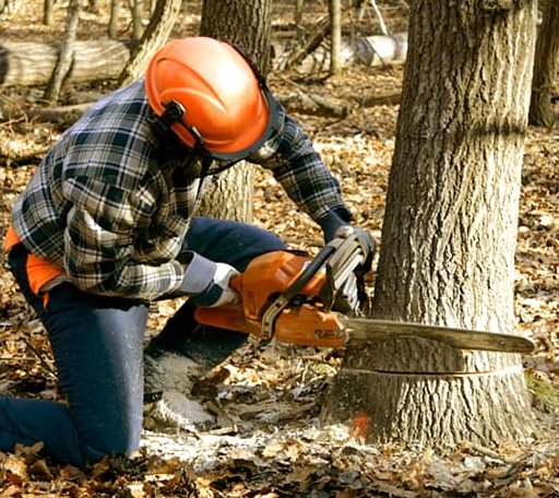 Tree Removal in Caledonia, WI